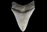 Serrated, Fossil Megalodon Tooth - Georgia #74491-2